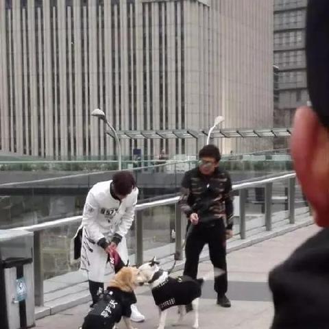 (狗 地铁)勇敢的狗狗突击地铁逃生,引发众人暖心感动 (狗 地铁)勇敢的狗狗突击地铁逃生,引发众人暖心感动