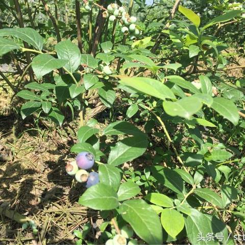 独家揭秘:王蓝莓的烧烤摊,无限钞票免广告,暴利背后的惊人秘密! 独家揭秘:王蓝莓的烧烤摊,无限钞票免广告,暴利背后的惊人秘密!