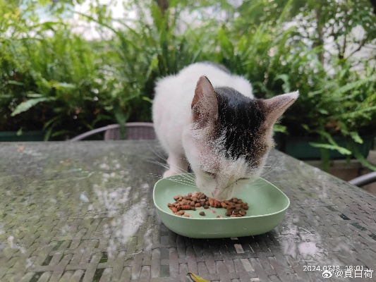 以幸福生活为追求,开心猫舍小雨君的猫咪抚养日记与美味饮食分享