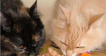 (猫之宿约者百度百科)猫之宿约者凉了吗?探讨它在时代背景下的重要性和影响力 (猫之宿约者百度百科)猫之宿约者凉了吗?探讨它在时代背景下的重要性和影响力