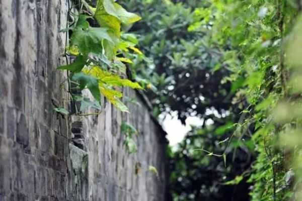 (ivy风起源于什么国家)Ivy风起源,缠绕上墙,青藤丛生,古意盎然