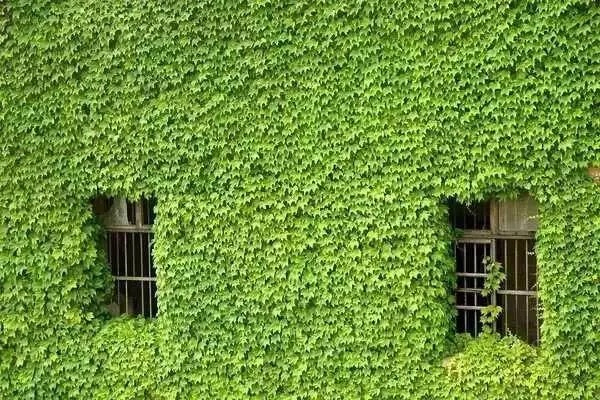 (ivy风起源于什么国家)Ivy风起源,缠绕上墙,青藤丛生,古意盎然 (ivy风起源于什么国家)Ivy风起源,缠绕上墙,青藤丛生,古意盎然