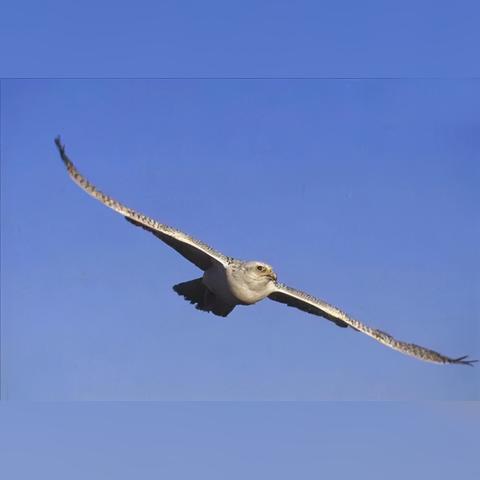 (恶之首领攻略)深入解析恶之猎手攻略:从基础技巧到高级战术的全方位指南 (恶之首领攻略)深入解析恶之猎手攻略:从基础技巧到高级战术的全方位指南