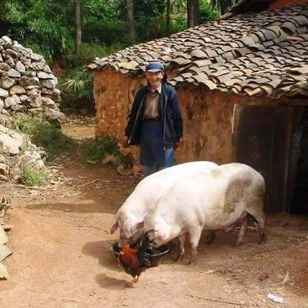 (赚钱小游戏养机)小游戏爱好者必知:掌握最快速的养机方法