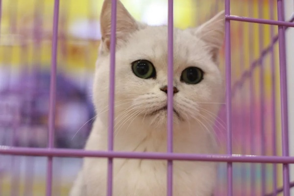 (萌宠大全)揭秘2021年十大萌宠榜单,这些可爱萌宠夺走了人们的心