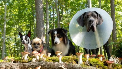 (狗狗复仇人类电影叫什么)狗复仇国语版免费观看：揭开忠诚与报复交织的惊悚故事