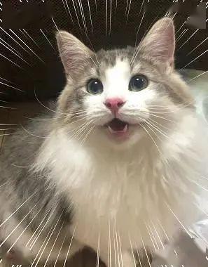 (我家猫咪上仙漫画下拉式免费阅读)“我家猫开启的修仙中心人气爆棚，吸引众多修士前来求道！”