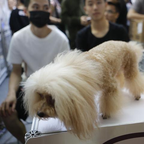 一起来体验萌宠大冒险红包版，享受双重乐趣：挑战策略关卡赢取大奖，领取惊喜红包拯救萌宠