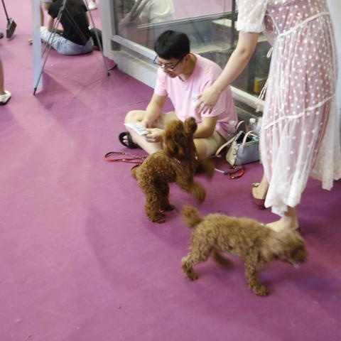 一起来体验萌宠大冒险红包版，享受双重乐趣：挑战策略关卡赢取大奖，领取惊喜红包拯救萌宠