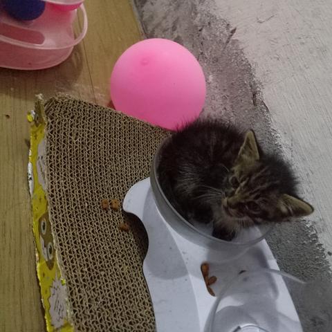 走进虚拟宠物的世界：体验萌喵宠物店游戏的细腻设计与终极玩家体验