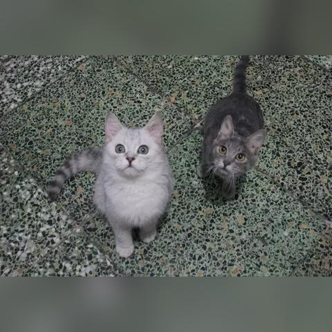 走进虚拟宠物的世界：体验萌喵宠物店游戏的细腻设计与终极玩家体验