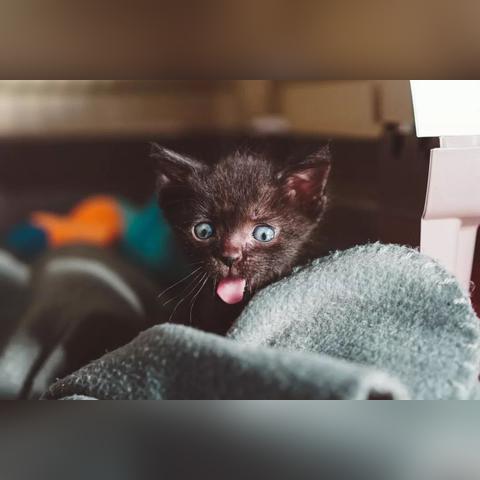 体验口袋喵喵送万抽版：畅游猫咪世界，畅享无限惊喜与精彩活动