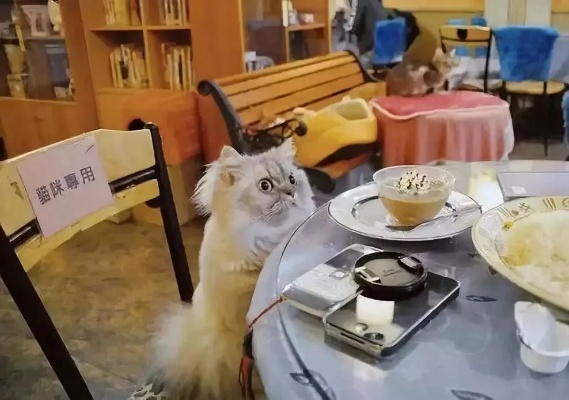 探寻猫语咖啡旧版的魅力：每一杯咖啡背后的故事与喵星人的奇妙互动