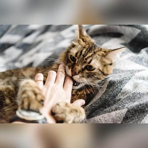 (模拟猫咪无限金币版下载)模拟猫咪官方正版下载：体验真实猫咪生活，快来养只萌宠吧！