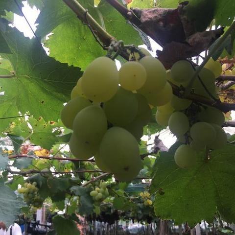 (有什么好玩的美食小游戏)探索新口味！尝试这些好玩的美食游戏推荐