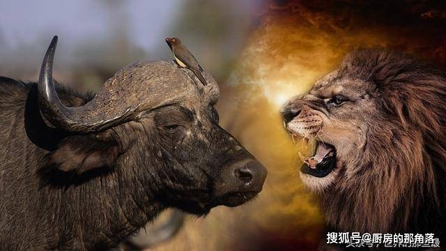 (狮子角斗英雄代表什么动物生肖)狮子角斗英雄代表什么动物 (狮子角斗英雄代表什么动物生肖)狮子角斗英雄代表什么动物