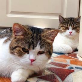 (猫三国攻略)猫三国阵容搭配指南:让你的猫咪战斗力UPUPUP,打造最强阵容! (猫三国攻略)猫三国阵容搭配指南:让你的猫咪战斗力UPUPUP,打造最强阵容!