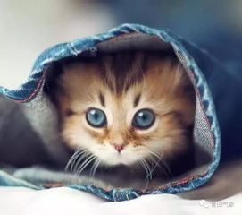 (猫咪喝的汤)探寻猫咪喜欢的汤的秘密:聪明的猫咪和汤攻略分享 (猫咪喝的汤)探寻猫咪喜欢的汤的秘密:聪明的猫咪和汤攻略分享