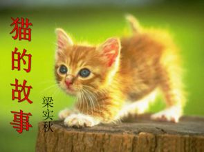 (猫咪喝的汤)探寻猫咪喜欢的汤的秘密:聪明的猫咪和汤攻略分享 (猫咪喝的汤)探寻猫咪喜欢的汤的秘密:聪明的猫咪和汤攻略分享
