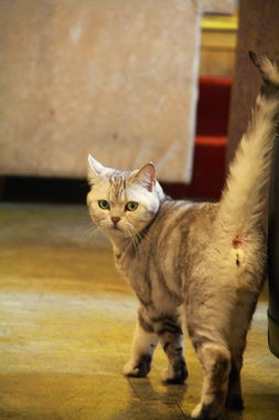 (猫小院介绍)小猫咪小院小峰小志：都是一家人吗？