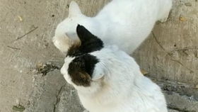 (猫小院介绍)小猫咪小院小峰小志：都是一家人吗？