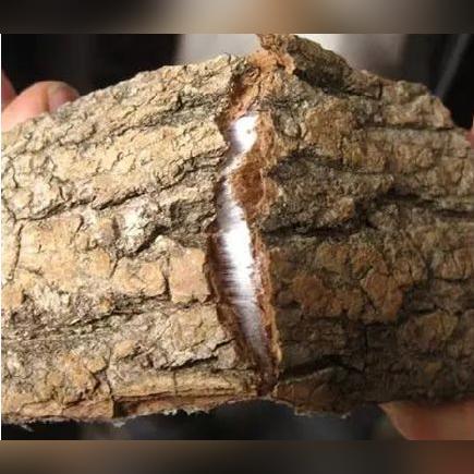 (思仙杜仲植物牙膏多少钱一支)探秘思仙杜仲的功效与养生价值，助您打造健康生活方式