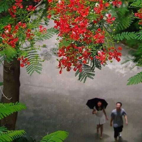 (同桌的你和那些年我们一起追的女孩)同桌那些年：我们一起欢笑、学习与成长的青春回忆