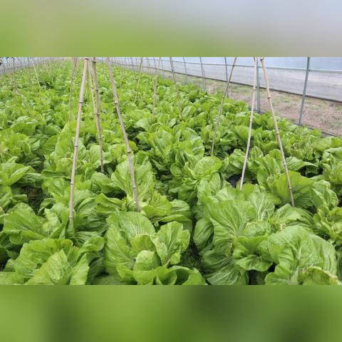 (广东省粤苗官方网)探索广东省粤苗App的功能与优势，助力农业发展与农民增收