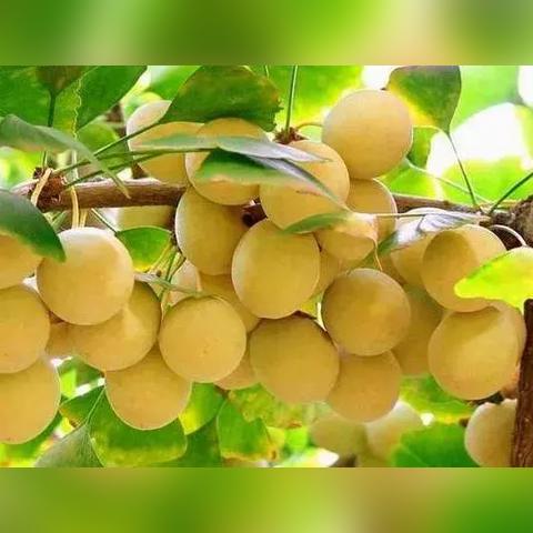 (梦者12h)梦者最后和谁在一起了？不同的选择，不同的结局