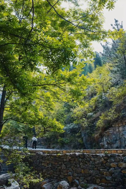 探秘风林百科：解读自然奥秘，探寻生态之美，感受大自然的魅力