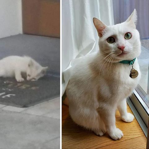 (猫咪中暑后需要多久才能缓过来活动)猫咪中暑后需要多久才能缓过来？