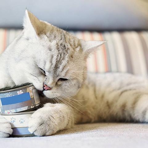 (家居改造王狗狗牛排套餐四种材料)精选四种食材 搭配狗狗牛排套餐 体验美味盛宴 (家居改造王狗狗牛排套餐四种材料)精选四种食材 搭配狗狗牛排套餐 体验美味盛宴