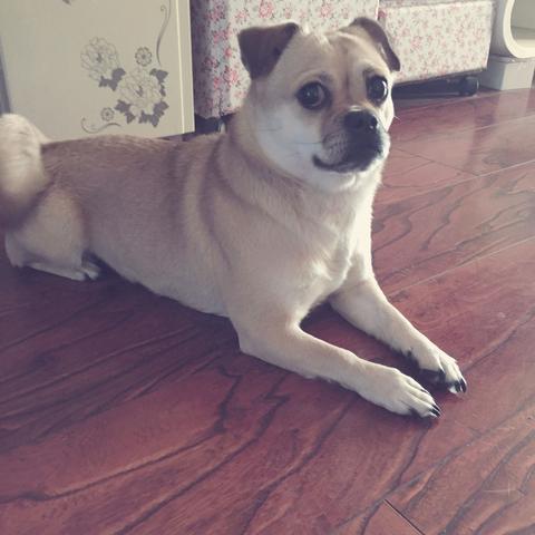 (家居改造王狗狗牛排套餐四种材料)精选四种食材 搭配狗狗牛排套餐 体验美味盛宴 (家居改造王狗狗牛排套餐四种材料)精选四种食材 搭配狗狗牛排套餐 体验美味盛宴