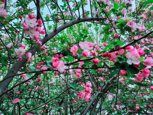 (海棠娇甚成羞涩,凭仗东风催晓妆)仗剑当空，车轮齐鸣，海棠花开舞风姿