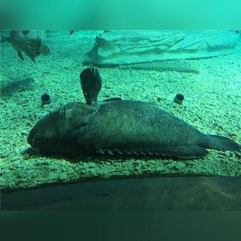 (开心动物园是真的吗)探秘欢乐之旅：以儿童的眼光重新发现开心动物园的奇妙世界