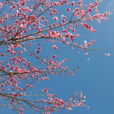 探索海底神秘生命，揭示深海蛰伏之惊蛰：借助科技手段探究海洋生物的繁殖和生存策略