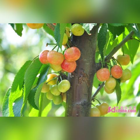 (农场22)农场23最新版本更新内容详细介绍，全方位了解最新功能改进